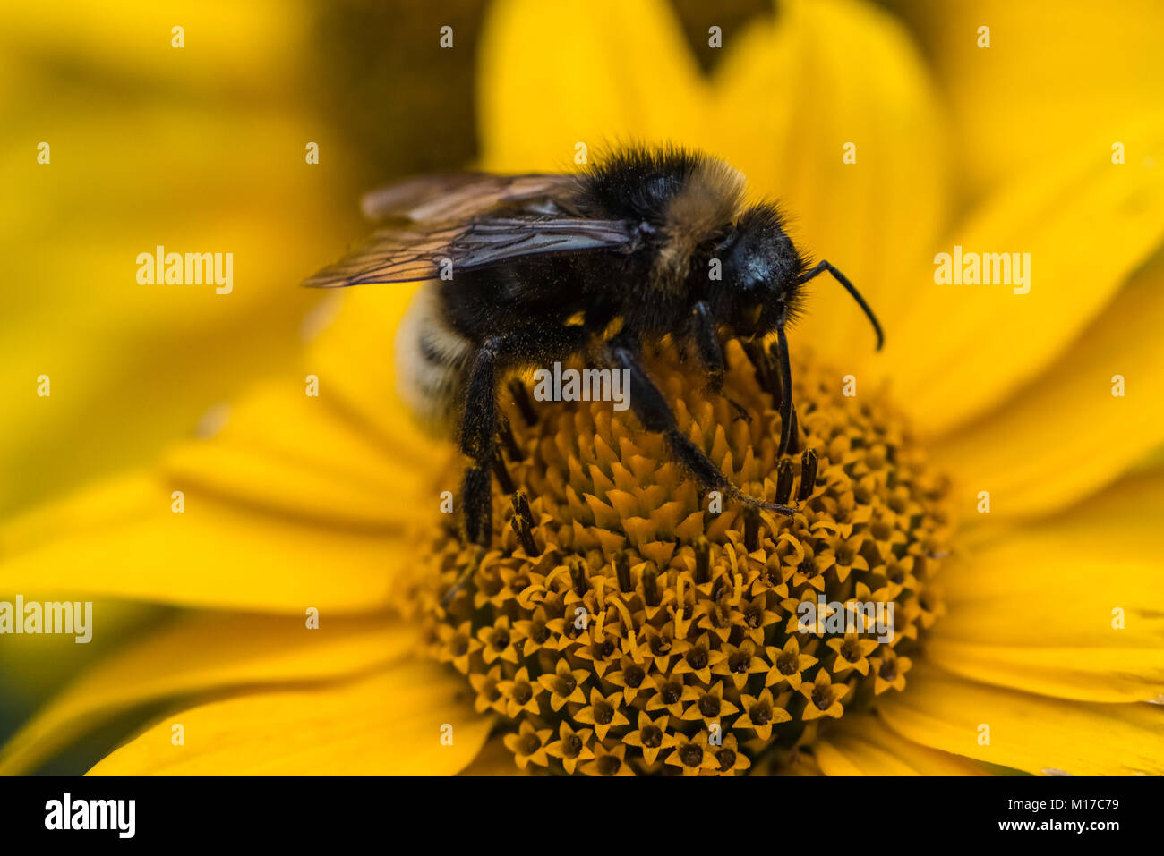 Bumblebee on False Sunflower Stock Photo
