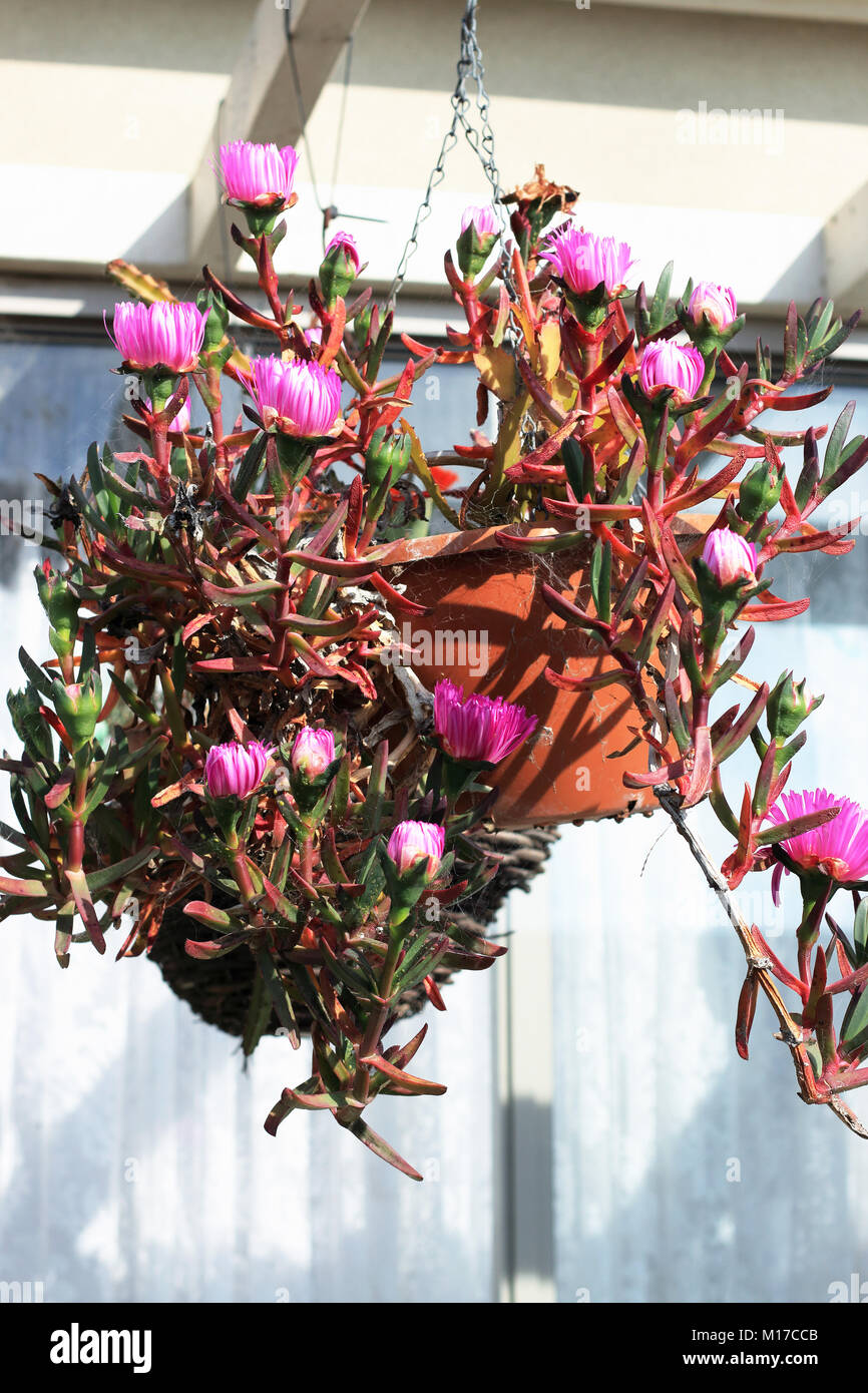 Ice plant or also known as Carpobrotus edulis succulent growing in hanging basket Stock Photo