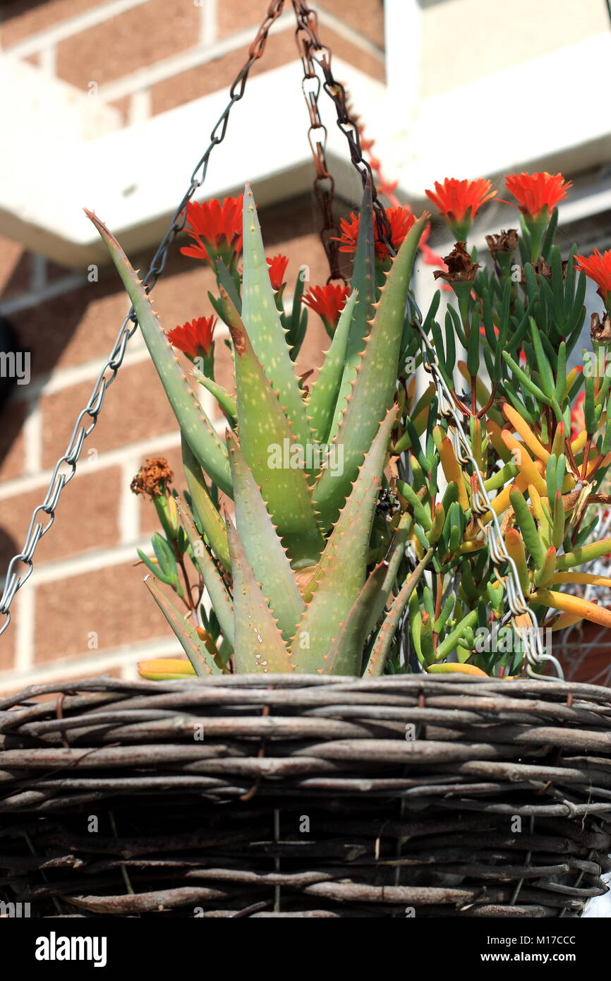 Aloe vera and pig face plant in hanging basket Stock Photo