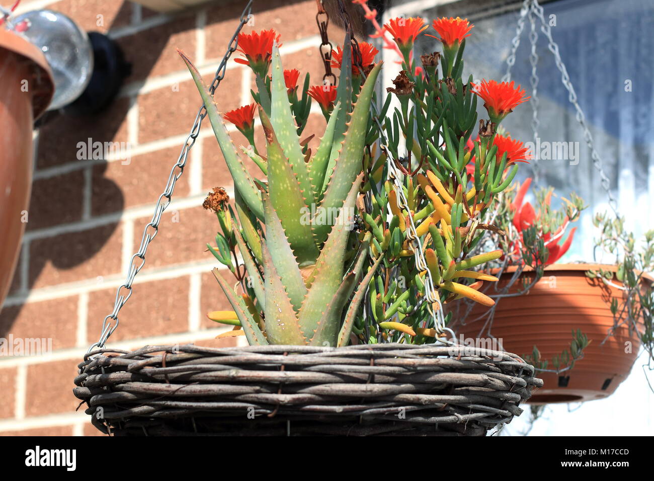 Aloe vera and pig face plant in hanging basket Stock Photo