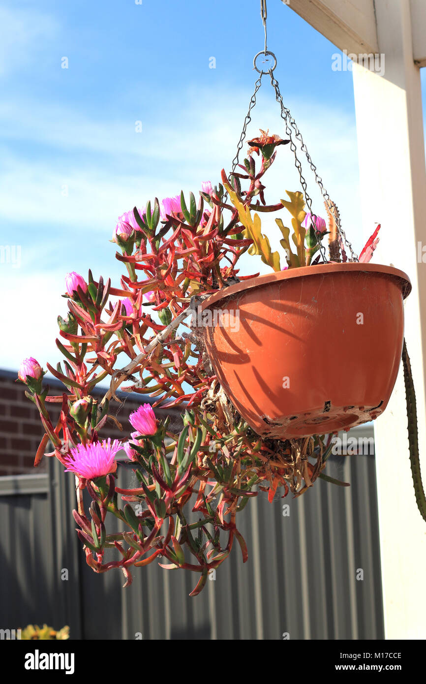 Ice plant or also known as Carpobrotus edulis succulent growing in hanging basket Stock Photo