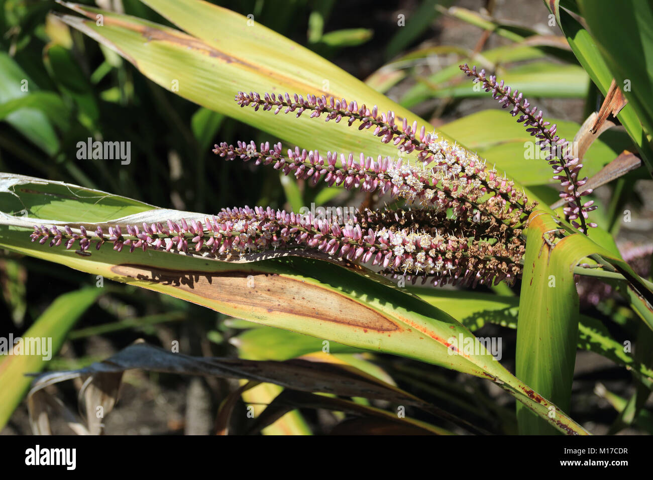 Close up of Cordyline petiolaris or known as Broad leaved Palm Lily flowers Stock Photo