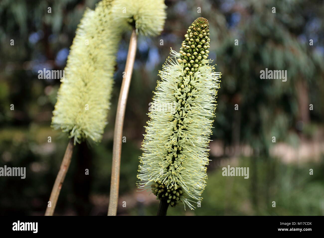 Close up of Xanthorrhoea macronema or known as Bottlebrush Grass Tree