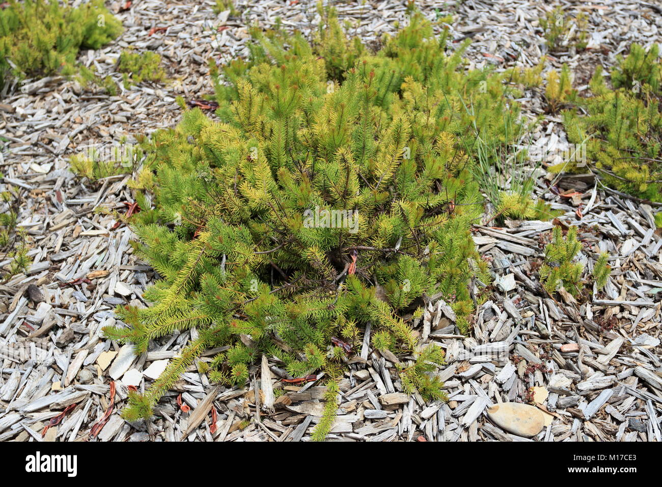 Persoonia chamaepitys or known as Prostrate Geebung, Creeping Geebung, Mountain Geebung Stock Photo