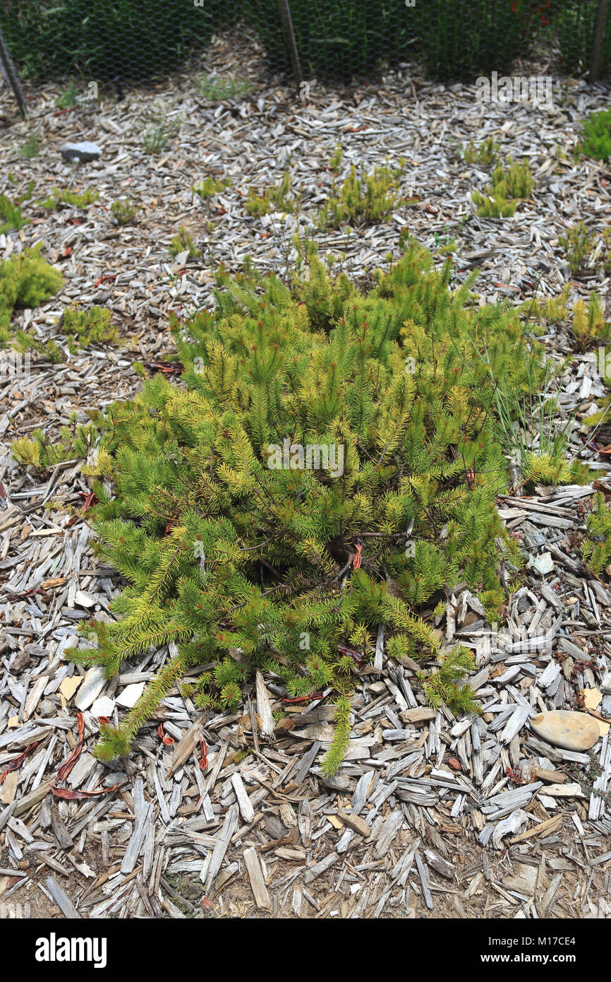 Persoonia chamaepitys or known as Prostrate Geebung, Creeping Geebung, Mountain Geebung Stock Photo