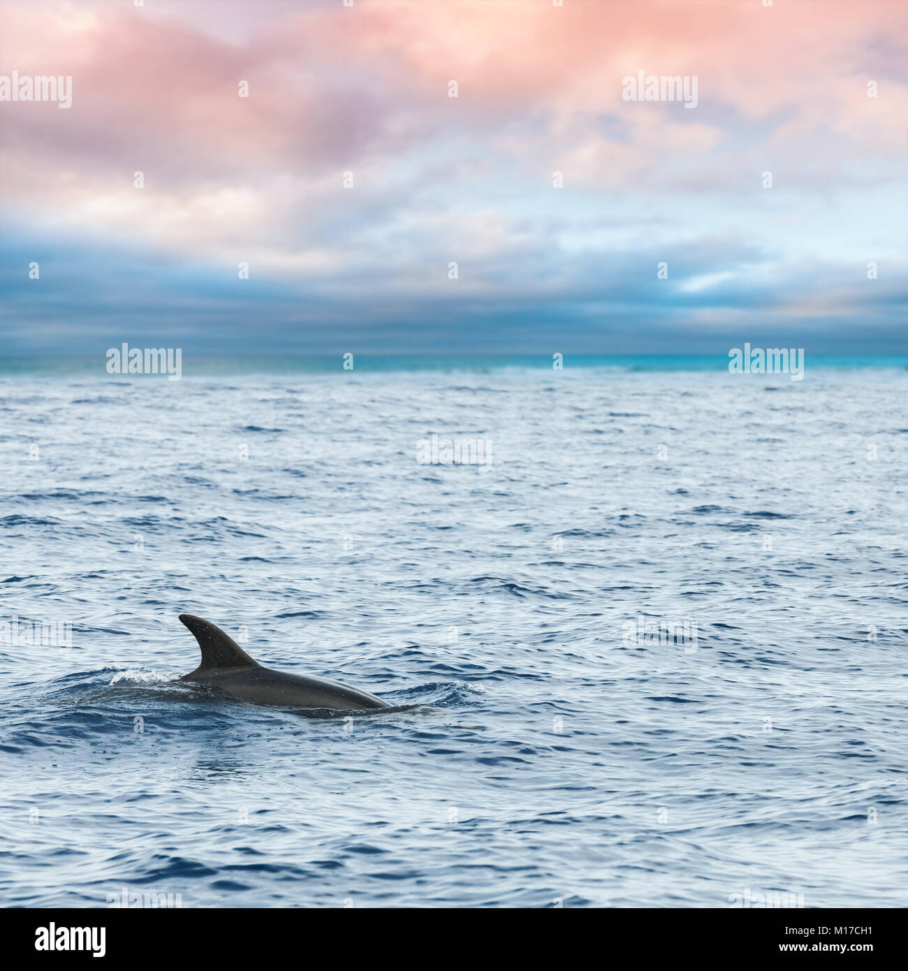 Fin of Common Dolphin swimming in Atlantic Ocean near Madeira Island is cloudy day, Portugal. Square photo Stock Photo
