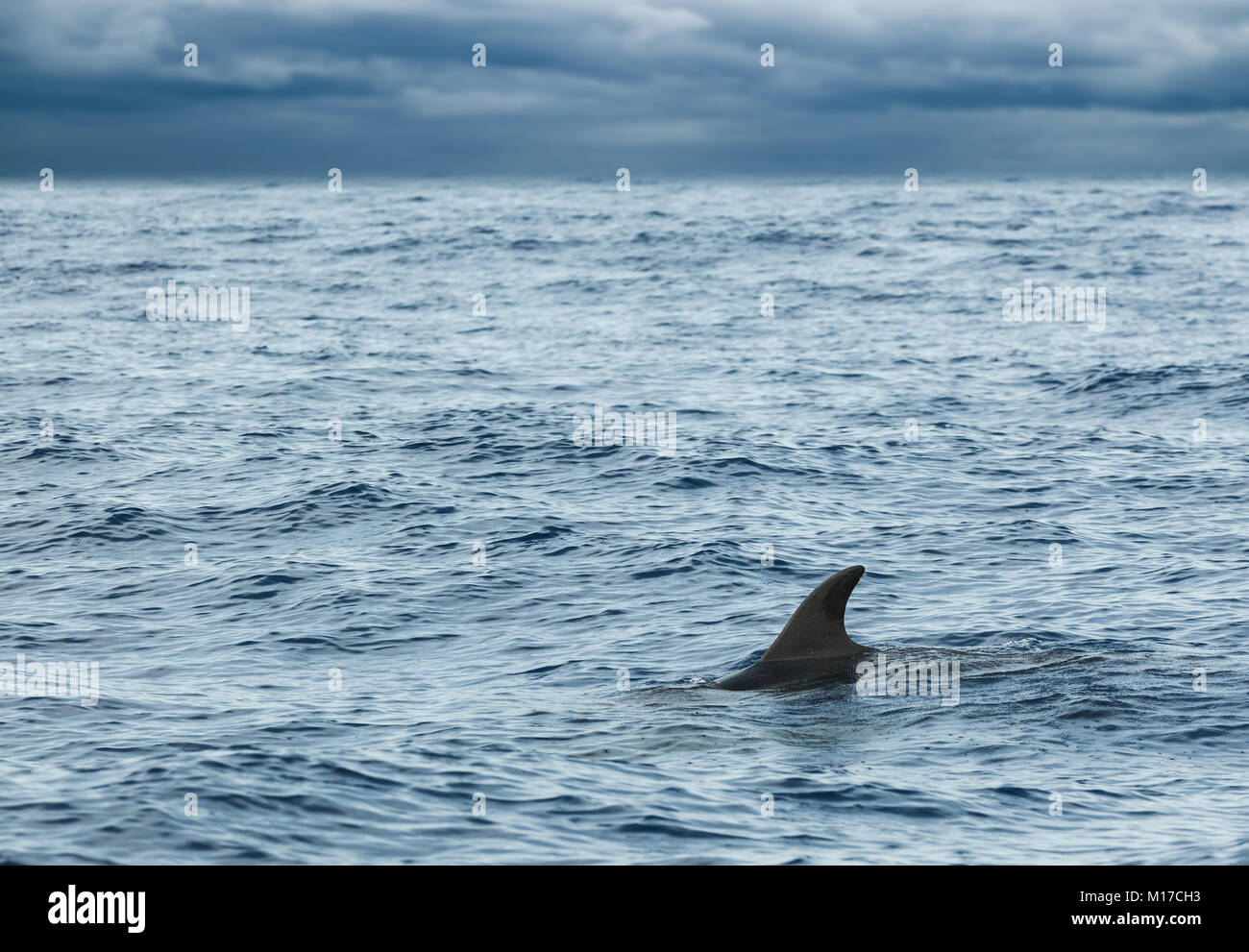 Fin of Common Dolphin swimming in Atlantic Ocean near Madeira Island is cloudy day, Portugal Stock Photo