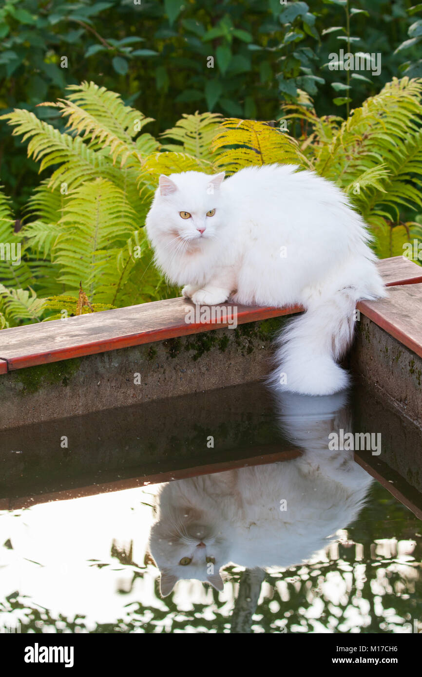 White Angora cat sits on the edge of the pool and wets tail Stock Photo