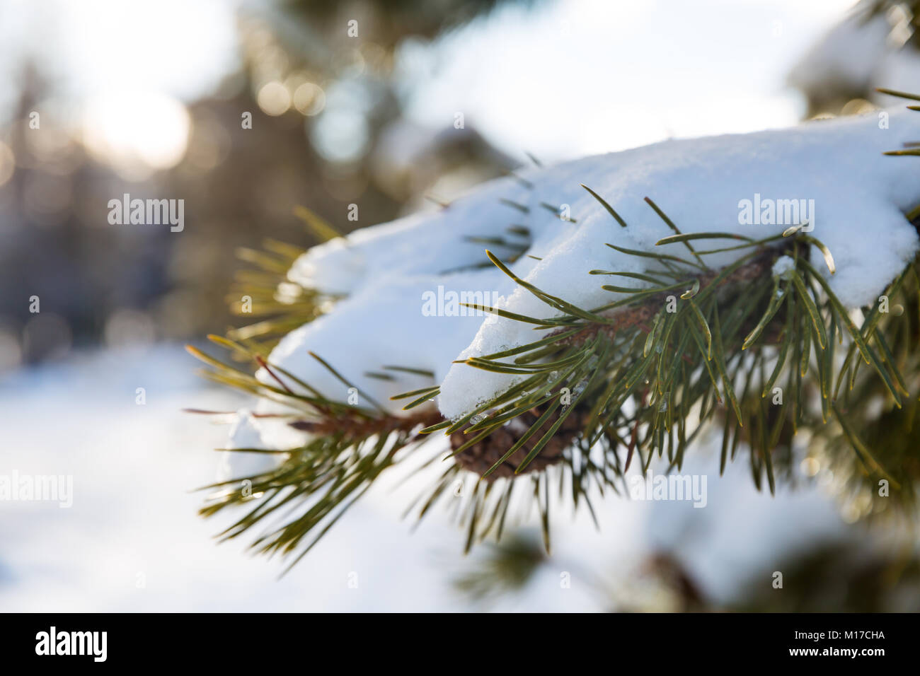 A pine branch covered with white snow, close up Stock Photo - Alamy