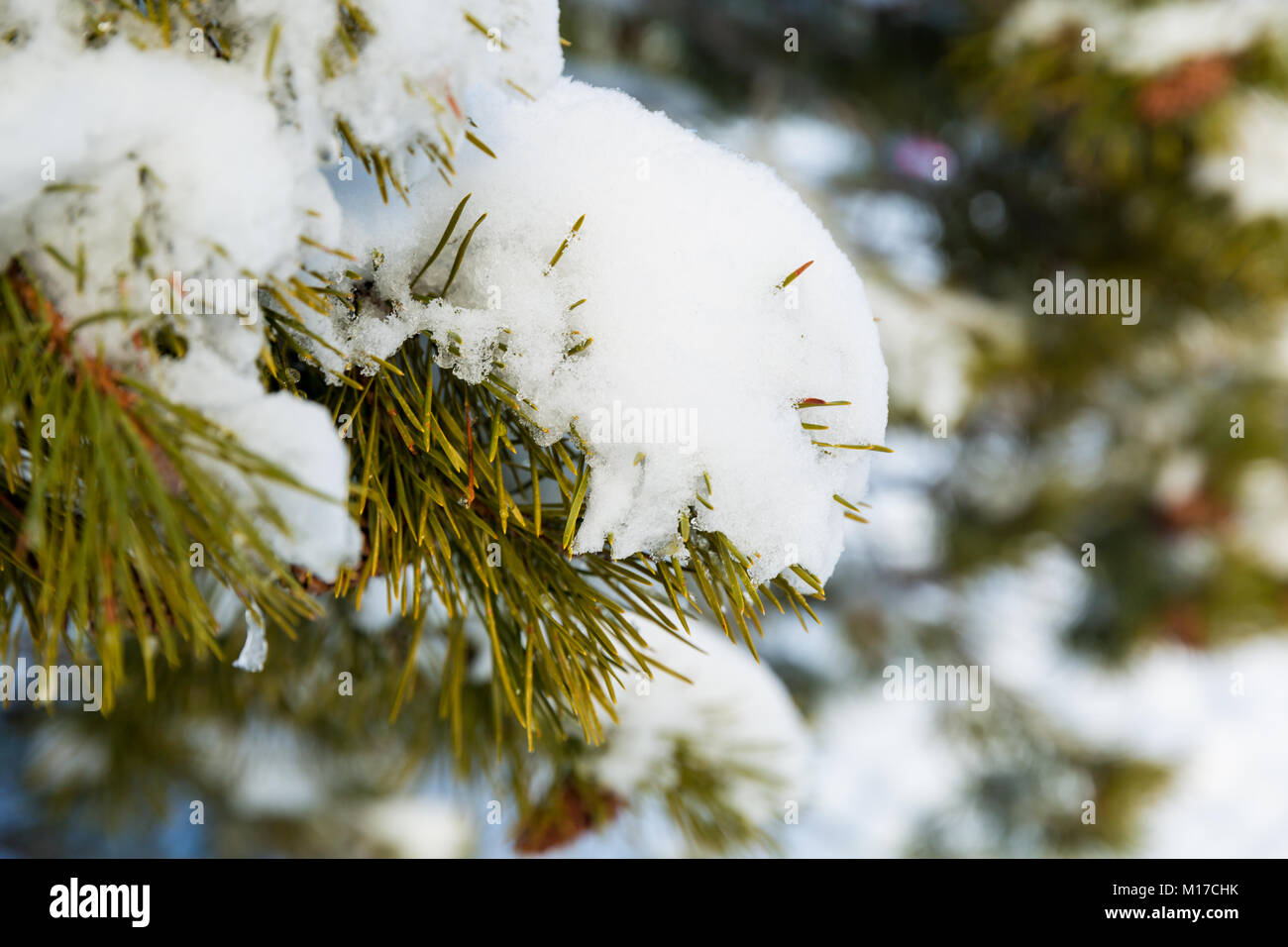A pine branch covered with white snow, close up Stock Photo - Alamy