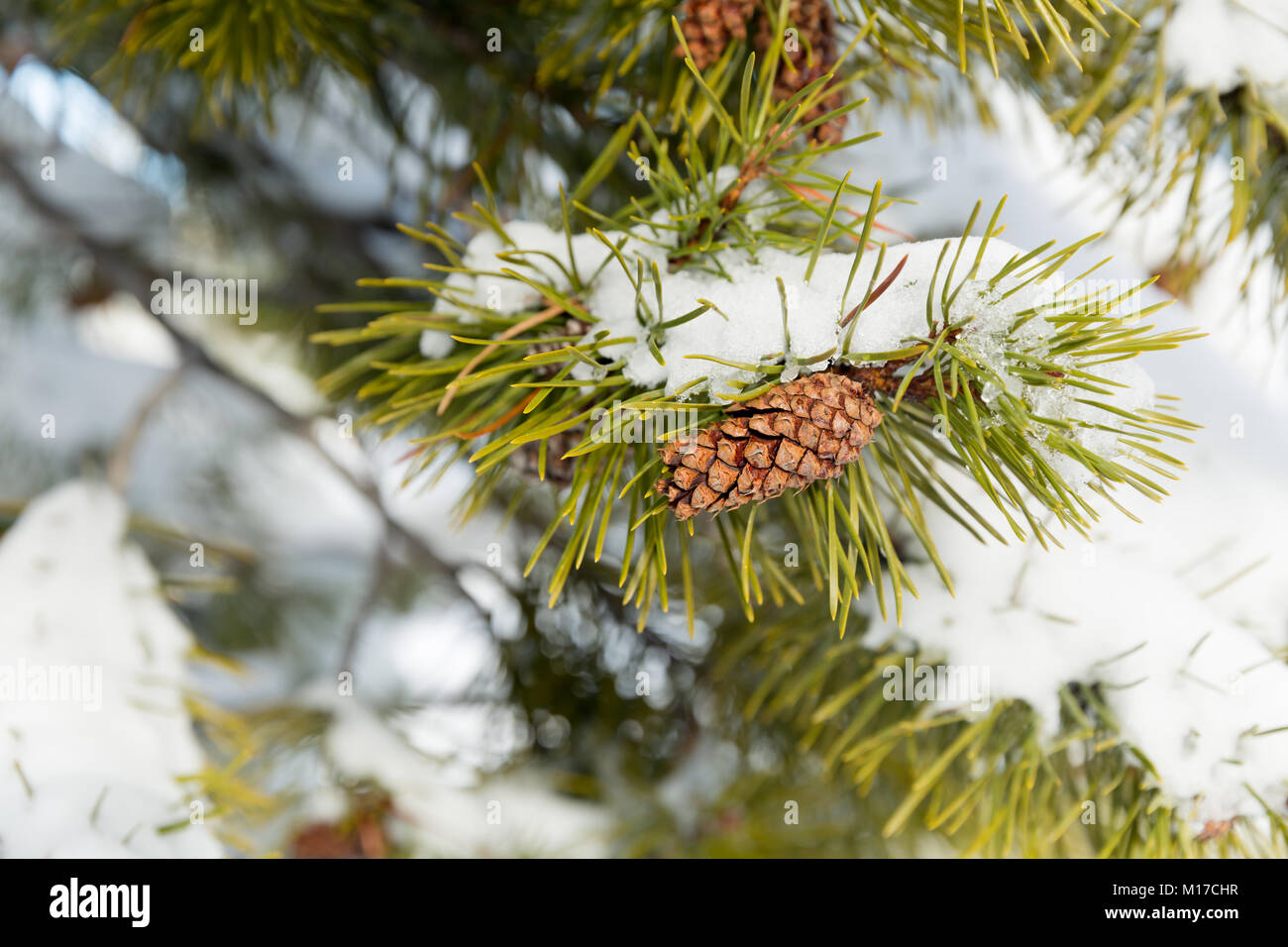 A pine branch covered with white snow, close up Stock Photo - Alamy