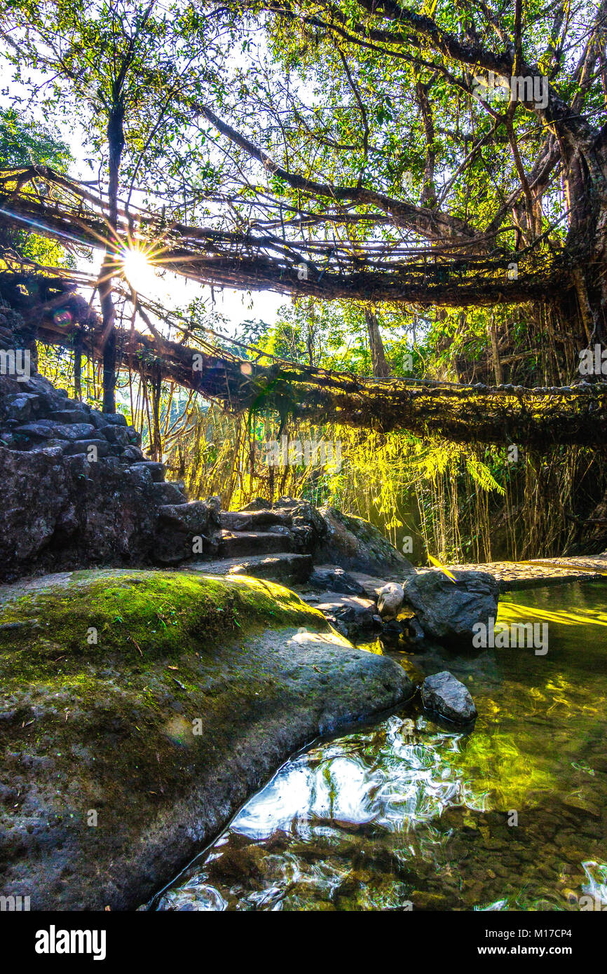 The morning sun at double decker living root bridges of Nongriat in Meghalaya, India Stock Photo