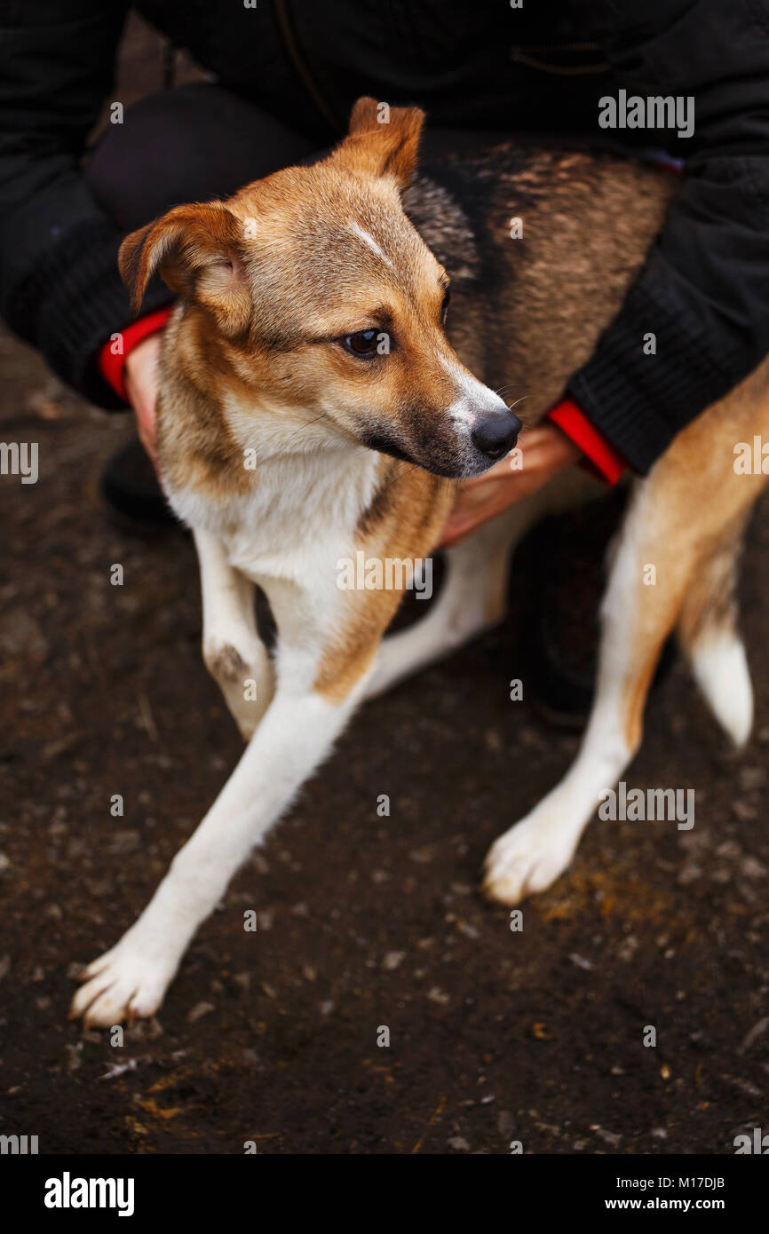 Help for homeless animals. The veterinarian inspects the dog. Help for