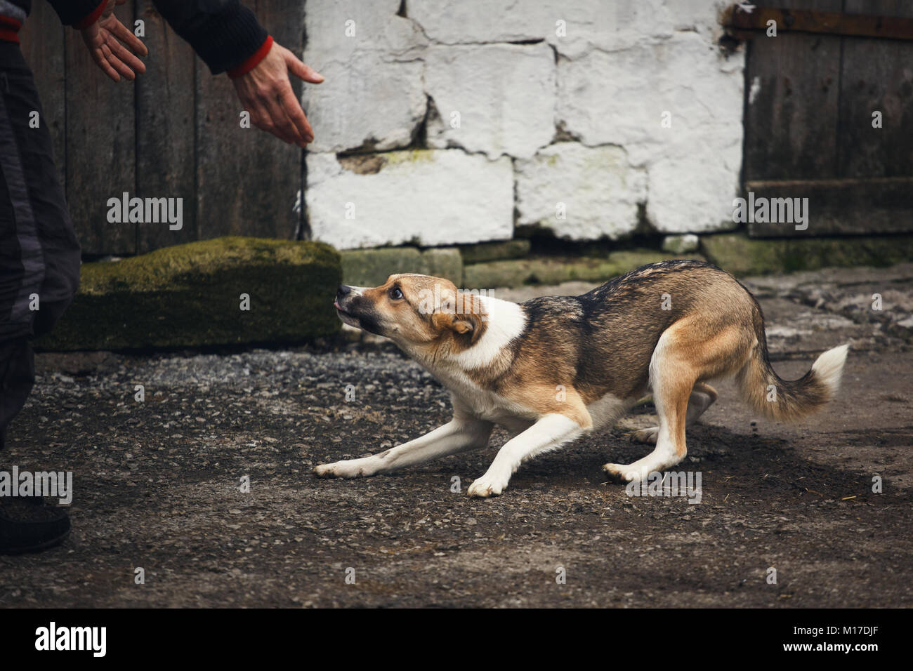 Собака виновака. Собака боится мем. Большая и маленькая собака. Ребенок боится собак. Страх собак.