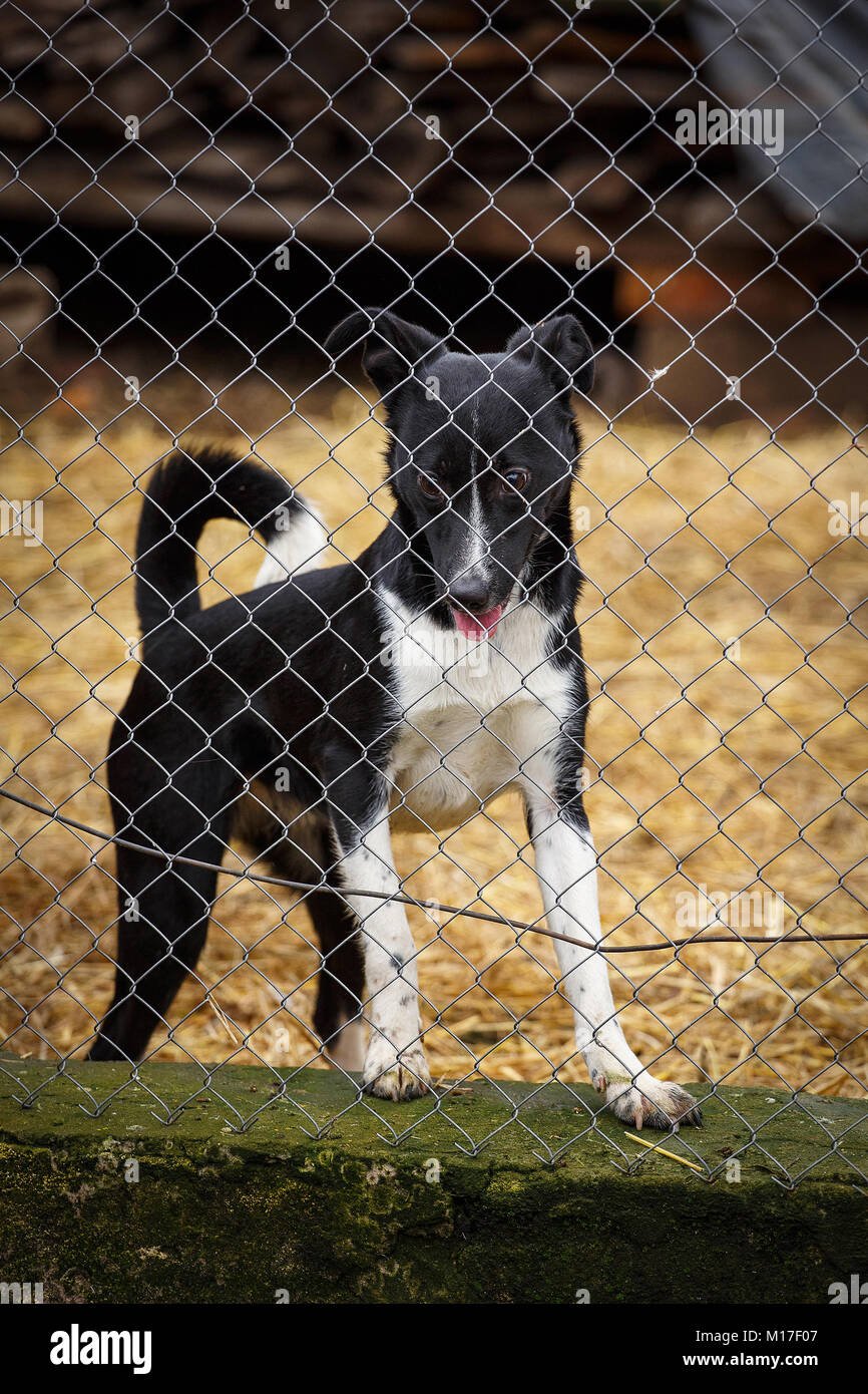 Funny dog in a cage. Animal shelter. The dog is waiting for his owner