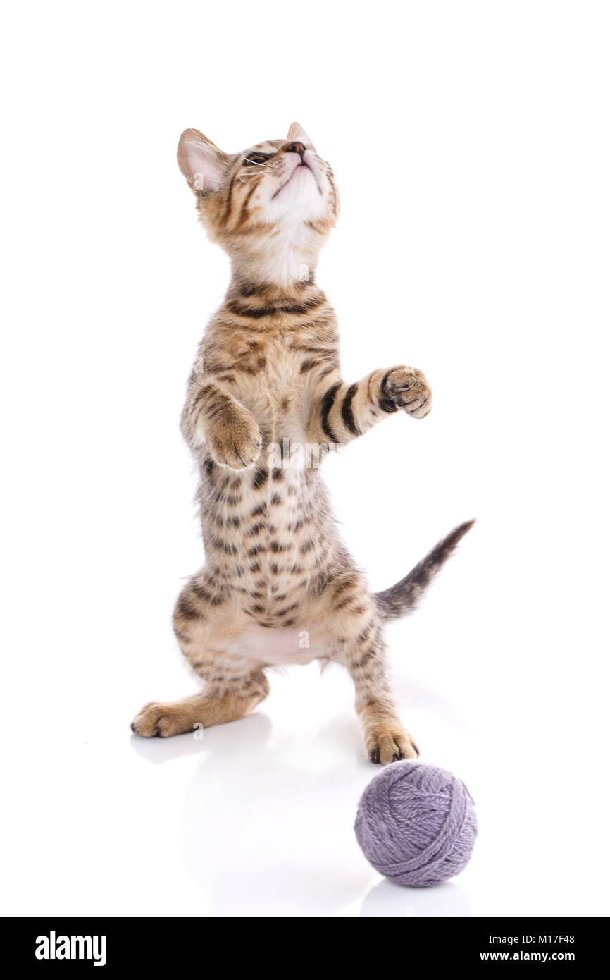 kitten is played with a ball of thread. cat poster. young player in the
