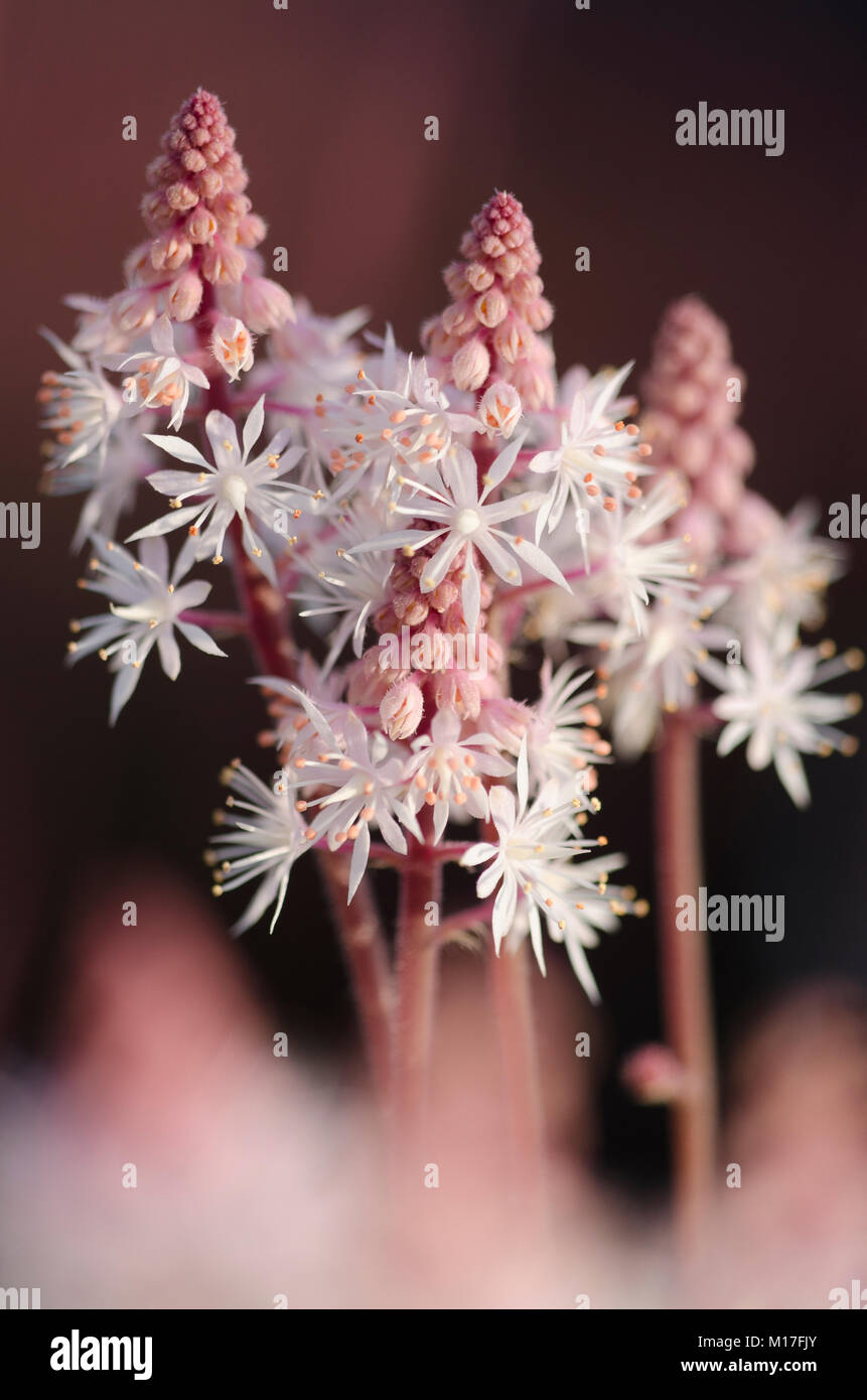Tiarella Stock Photos & Tiarella Stock Images Alamy