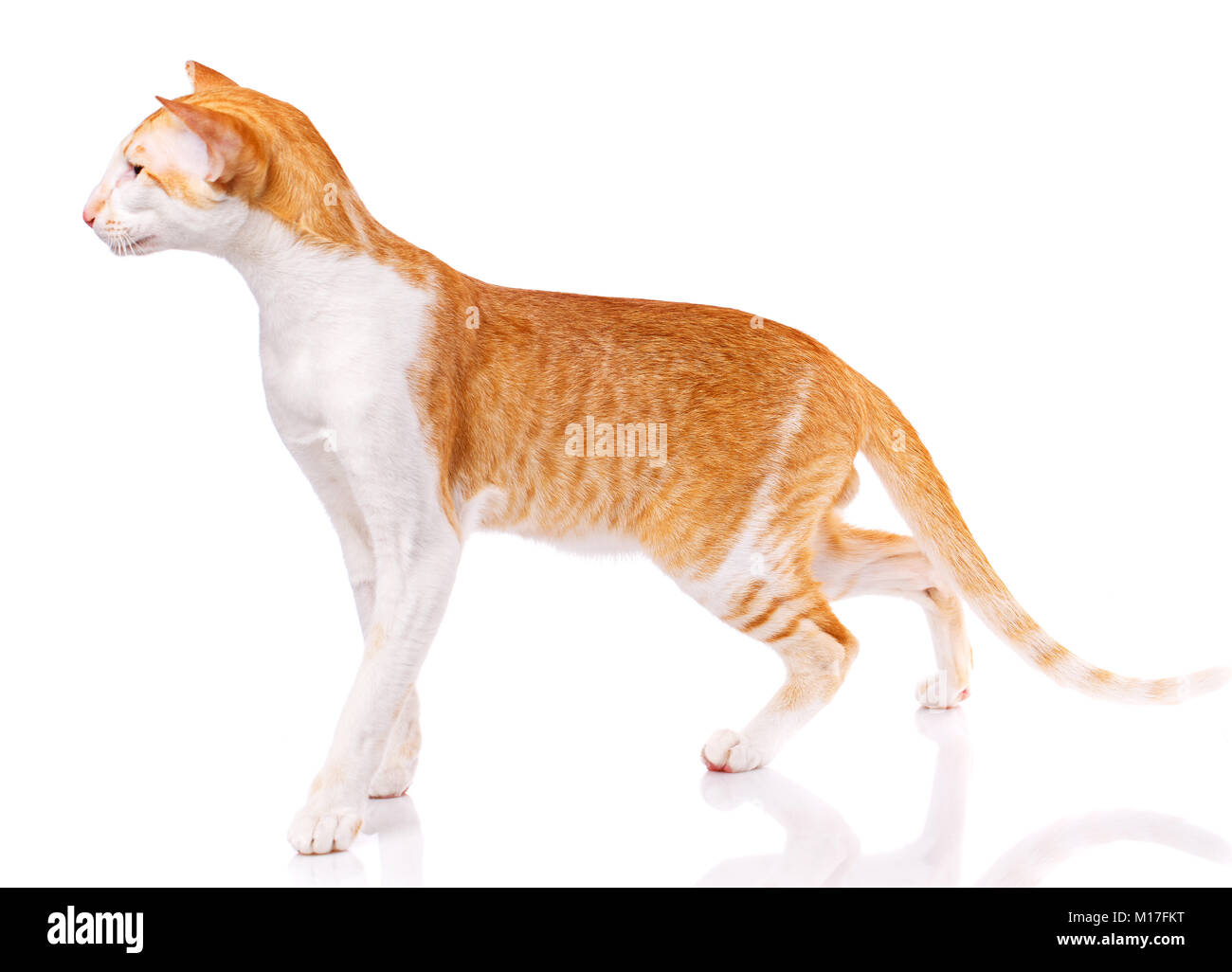 Peterbald Cat Kitten Stock Photos Peterbald Cat Kitten Stock