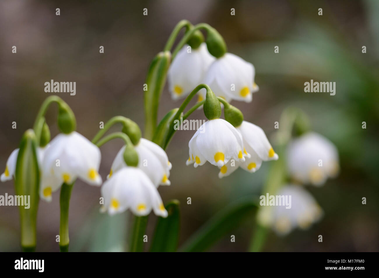 Märzenbecher - spring snowflake - Leucojum vernum Stock Photo