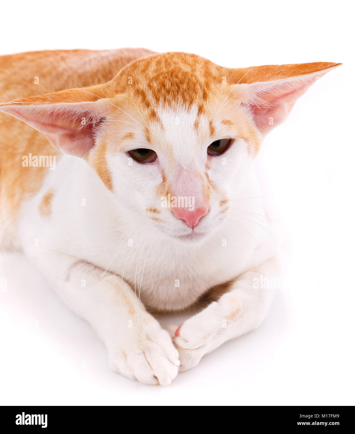 Close Up Of An Oriental Shorthair Cat Looking At Camera Against