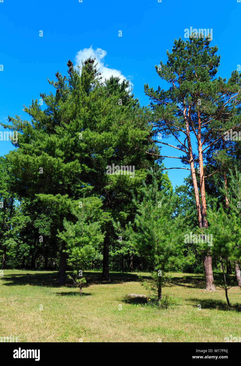 Pine grove spring hi-res stock photography and images - Alamy
