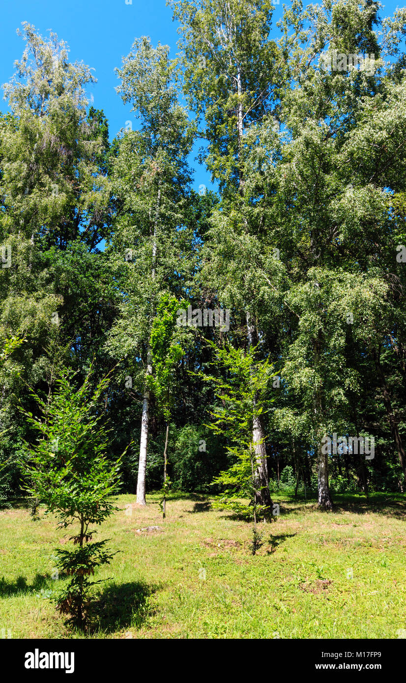 Beech and birch trees grove in a suburban neighborhood in summer meadow