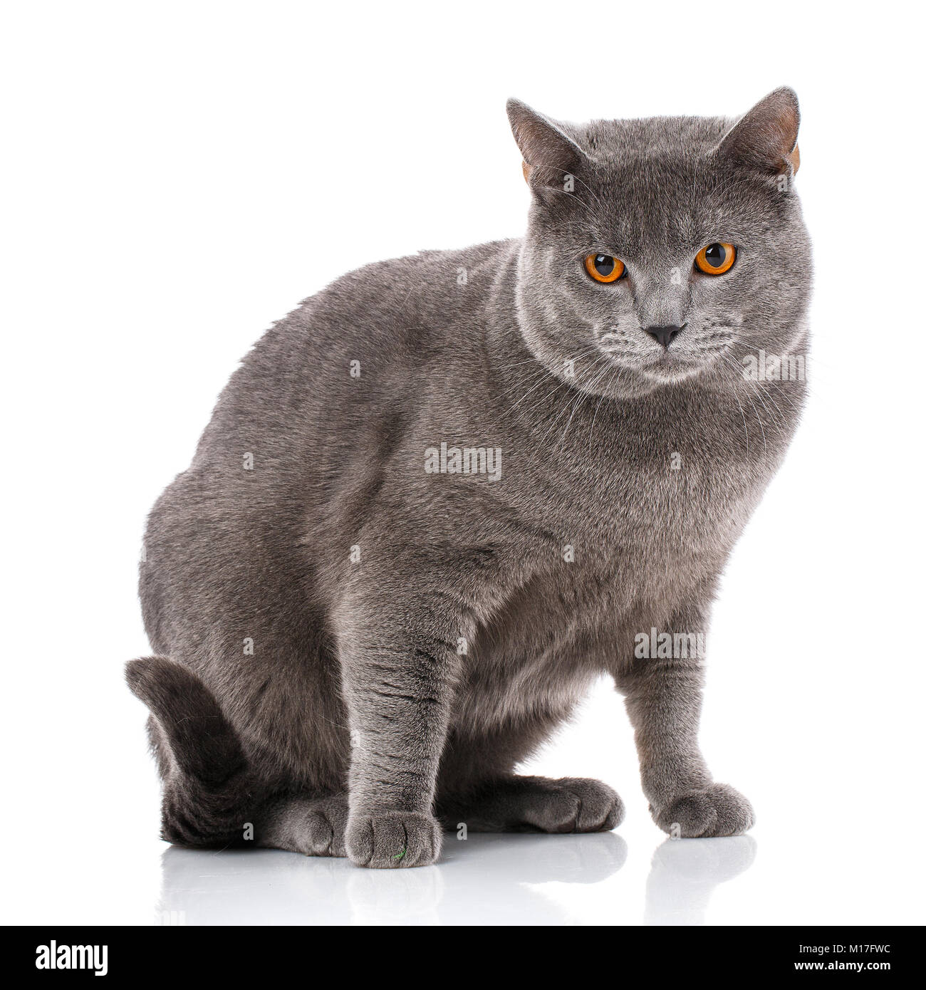 Carthusian cat kitten scale hi-res stock photography and images - Alamy