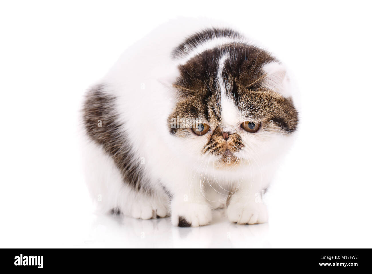 Cat, exotic shorthair, angry-looking face, front view, gaming logo, white  background