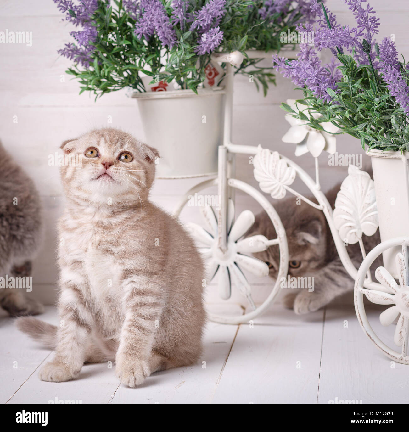 Cream colored fur hires stock photography and images Alamy