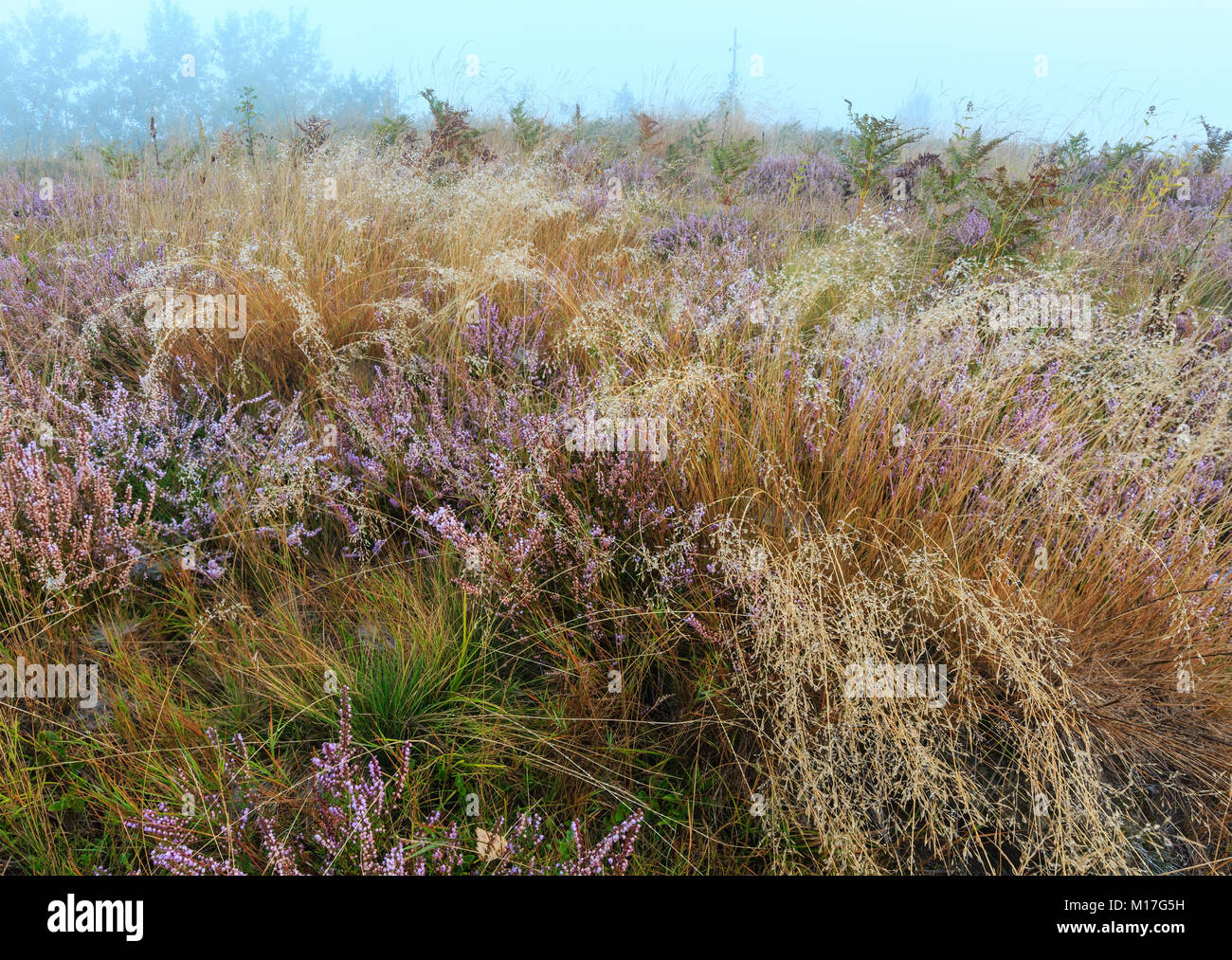 Early misty morning dew drops on wild mountain grassy meadow with wild lilac heather flowers and spider web. Stock Photo