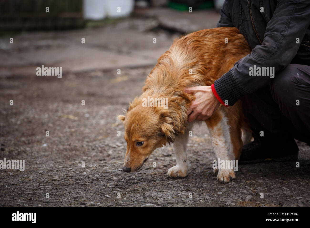 The unfortunate redheaded dog. People help homeless animals. The problem of  homeless animals Stock Photo - Alamy
