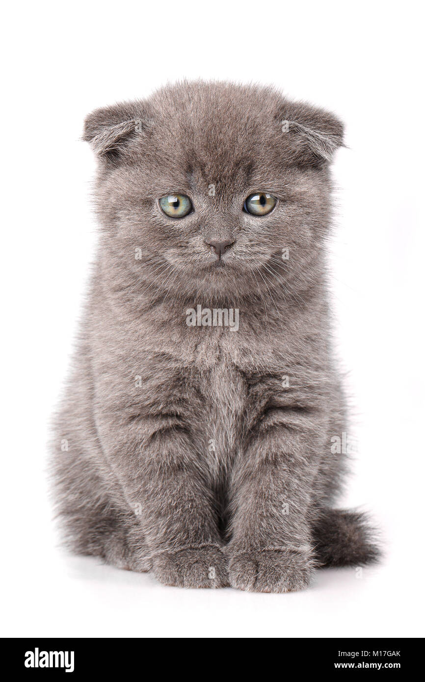 Scottish Fold Cat portrait isolated. Purebred cats. Pet Stock Photo