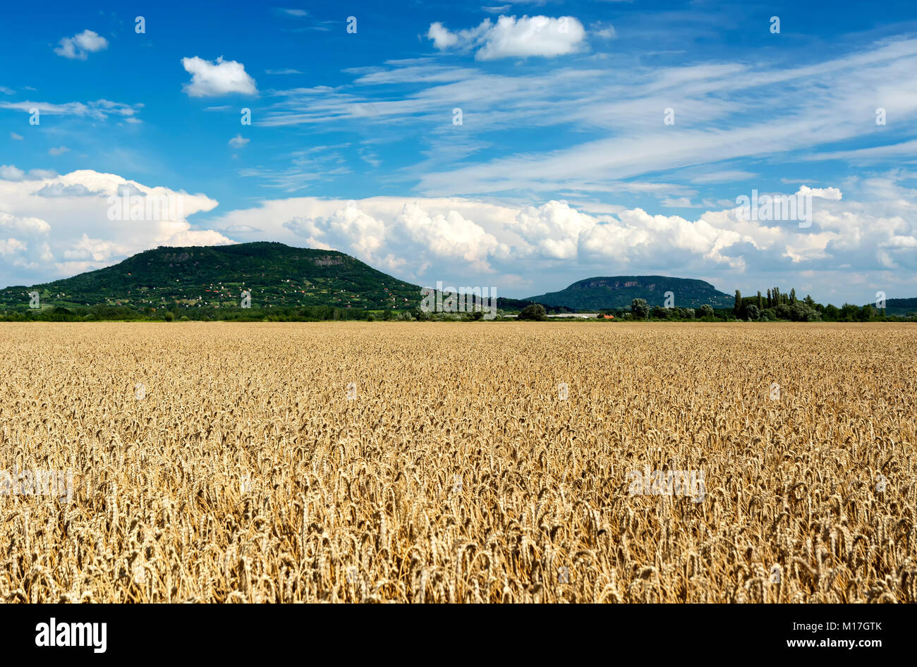 Cereal field in summer time , Hungary Stock Photo