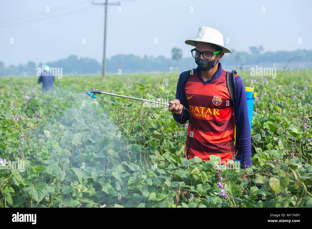 Farmer Spraying Pesticide at khulna, Bangladesh Stock Photo - Alamy