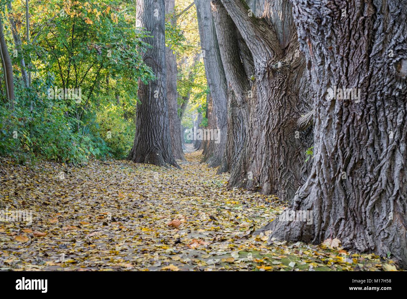 Fairy tale path in a forest at autumn Stock Photo - Alamy
