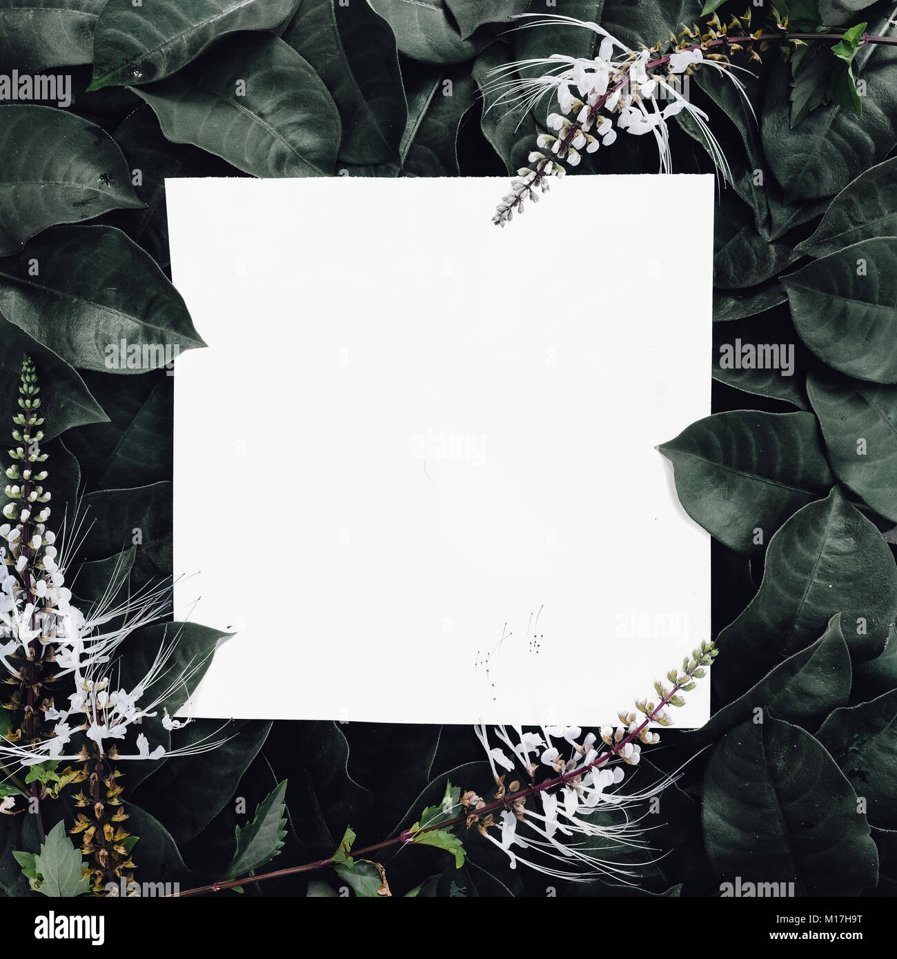 Creative green leaves layout with Orthosiphon stamineus.copy space. Nature spring concept. Flat lay. Stock Photo