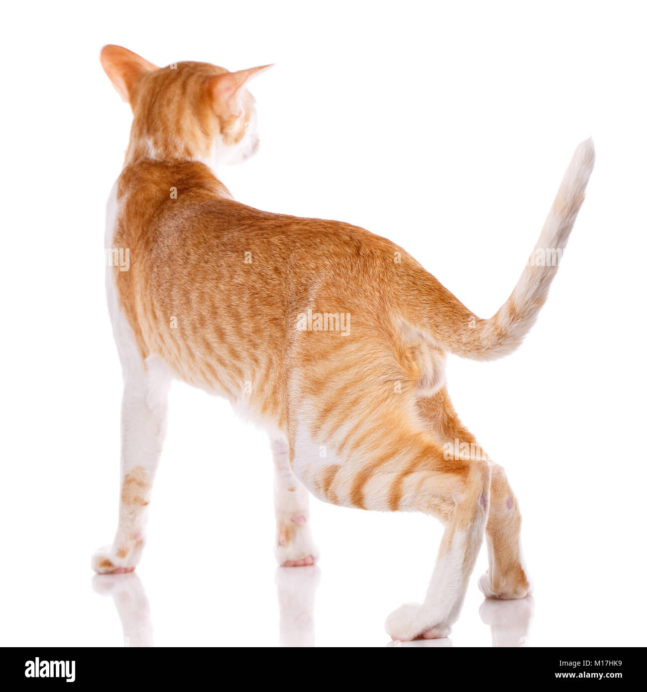 Red Kitten Peterbald Oriental Cat Isolated On White Background