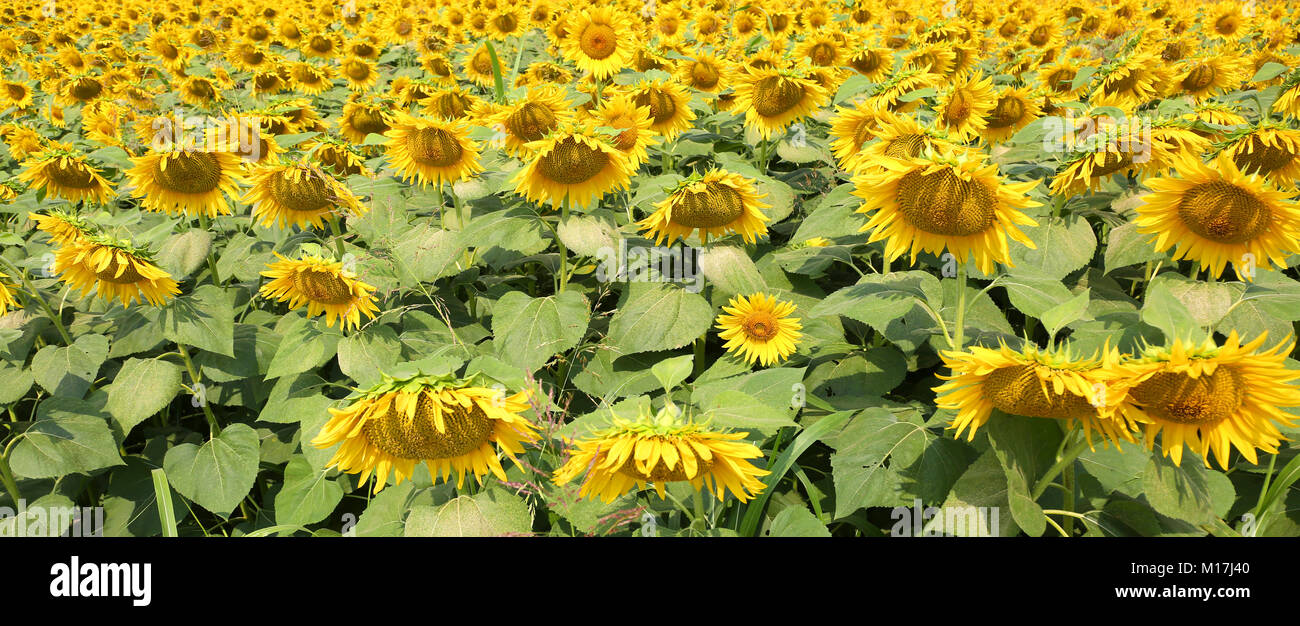 background of beautiful yellow sunflowers in the field in summer Stock ...