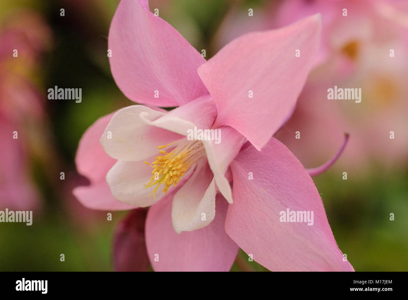 Aquilegia - Akelei 'Spring Magic' Stock Photo