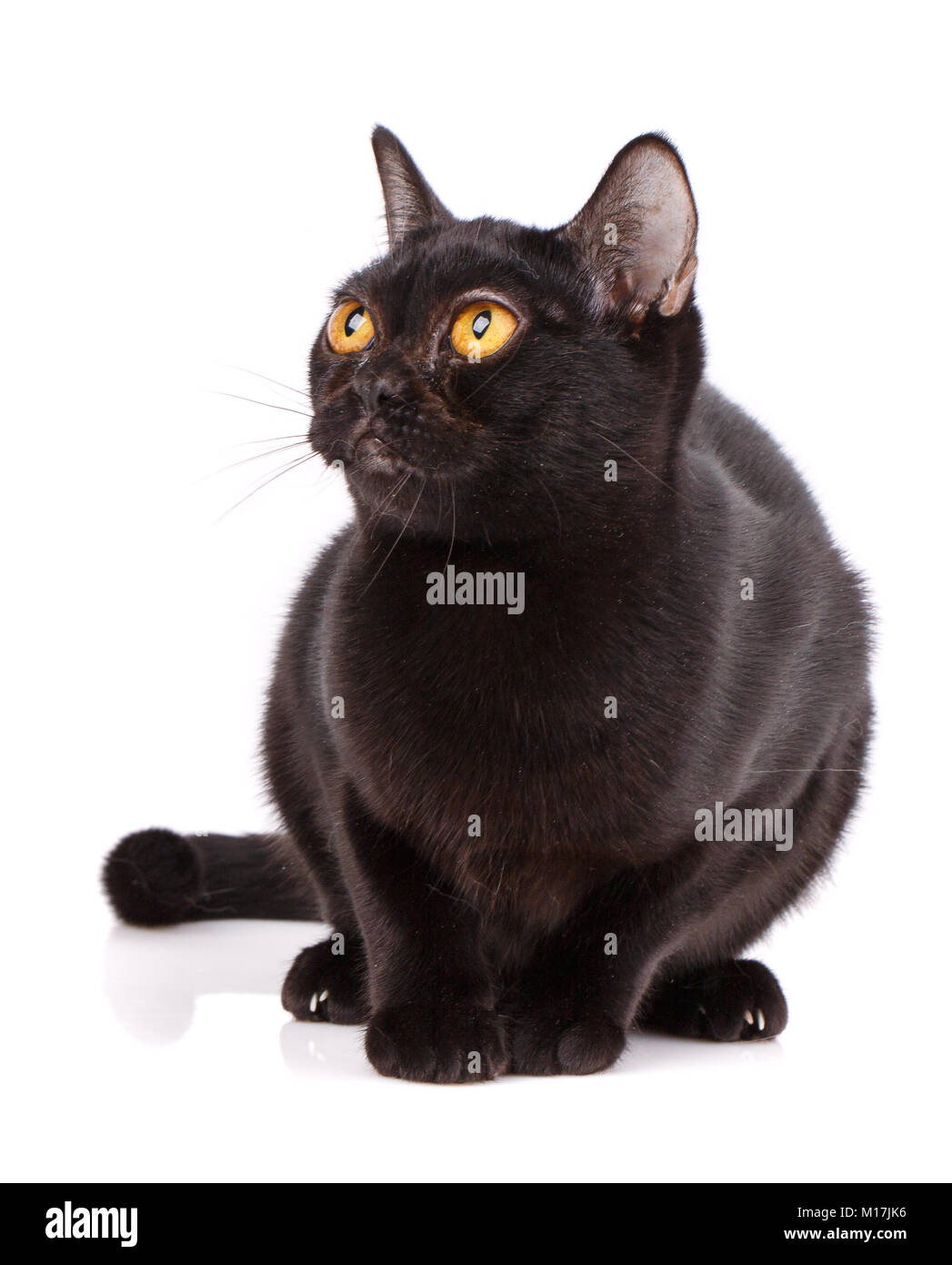 Bombay Black Cat bent a puma on a white background. graceful predator Stock  Photo - Alamy