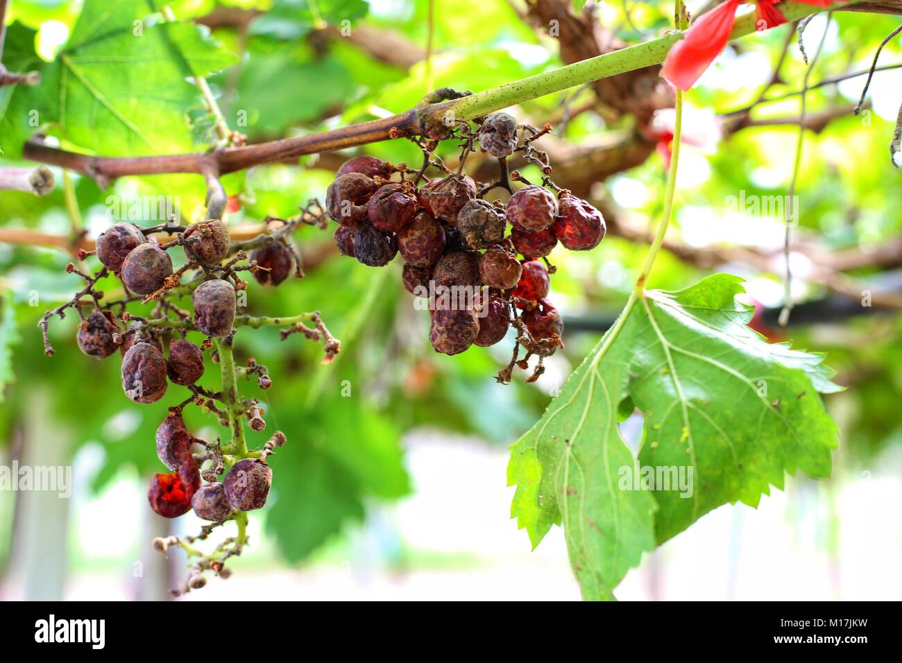 grapes remain on the vine and dried out. vineyard Stock Photo Alamy