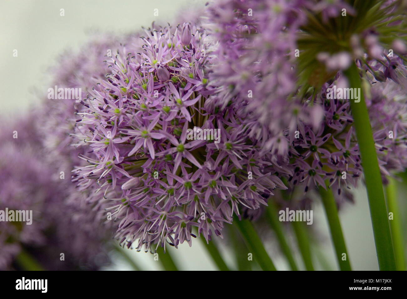 Allium - Zierlauch, allium garlic Stock Photo