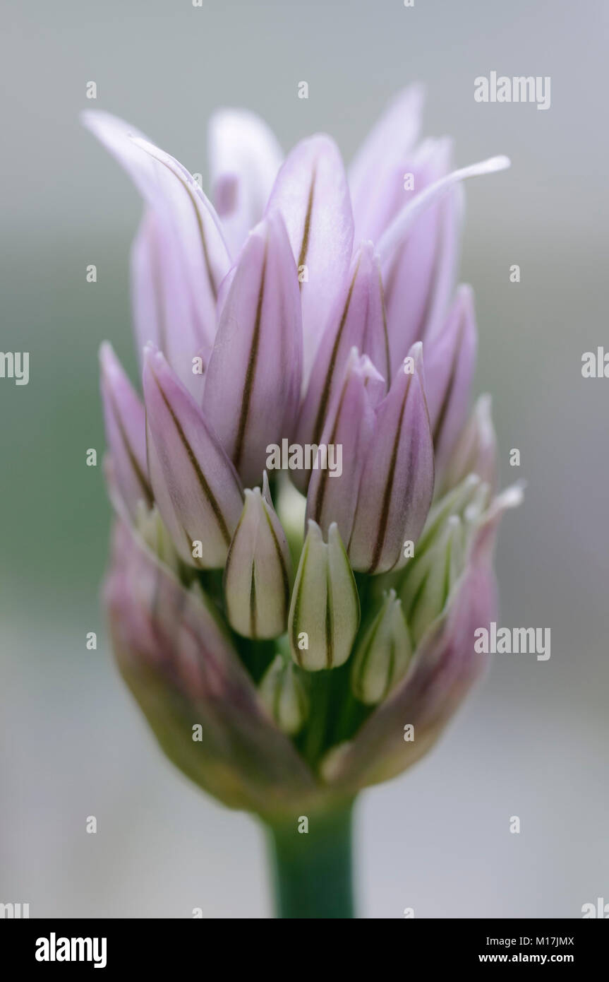 Allium - Zierlauch, allium garlic Stock Photo - Alamy