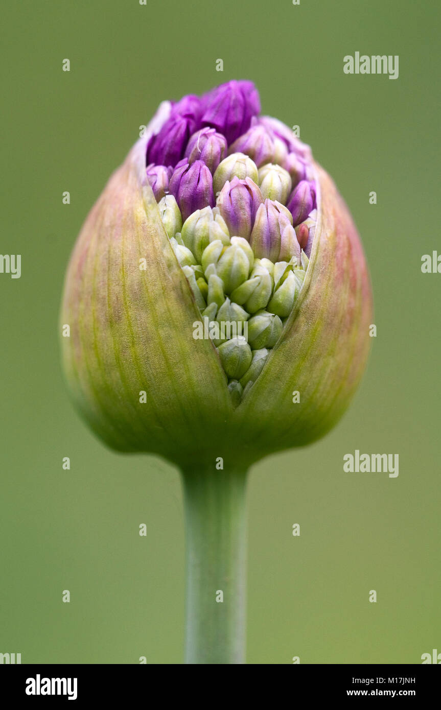 Allium - Zierlauch, allium garlic Stock Photo