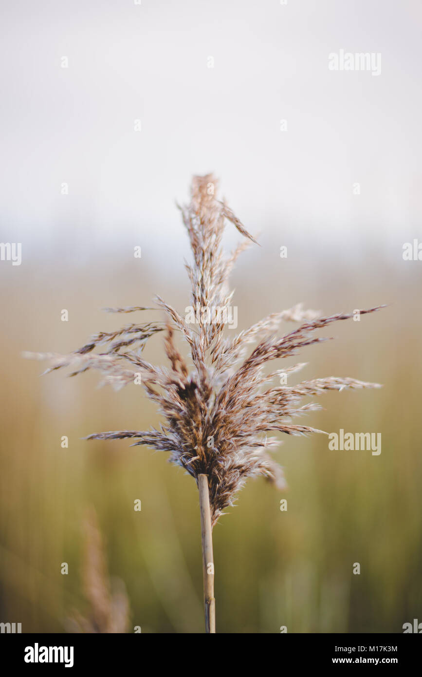 Reed Beds on the Suffolk Coast at Snape Maltings Stock Photo Alamy