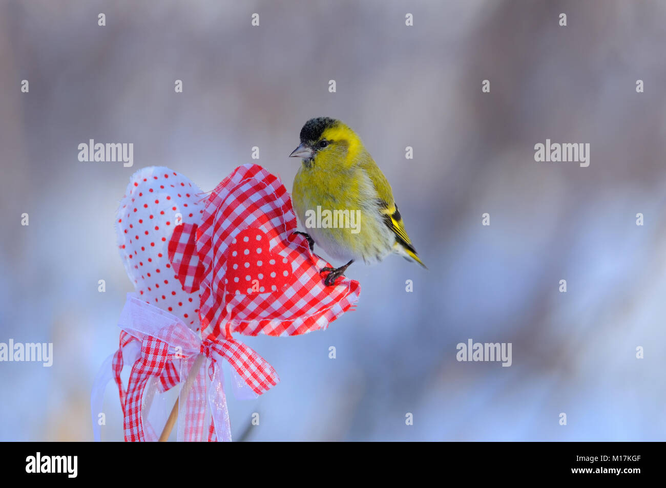 Small eurasian siskin (Spinus spinus) sits on a heart for Valentine's Day with soft dawn background. Stock Photo