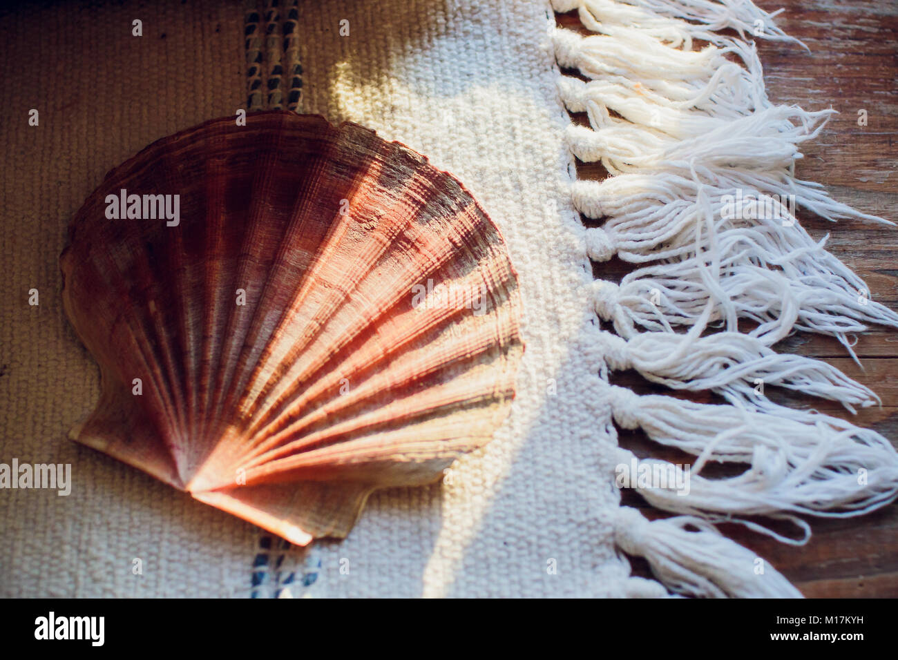 Sea sand with starfish and shells. Top view with copy space Stock Photo ...