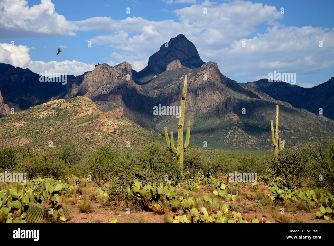 The Riches of the Desert: Exploring the Wealth and Legacy of the Tohono O'odham Nation in Arizona