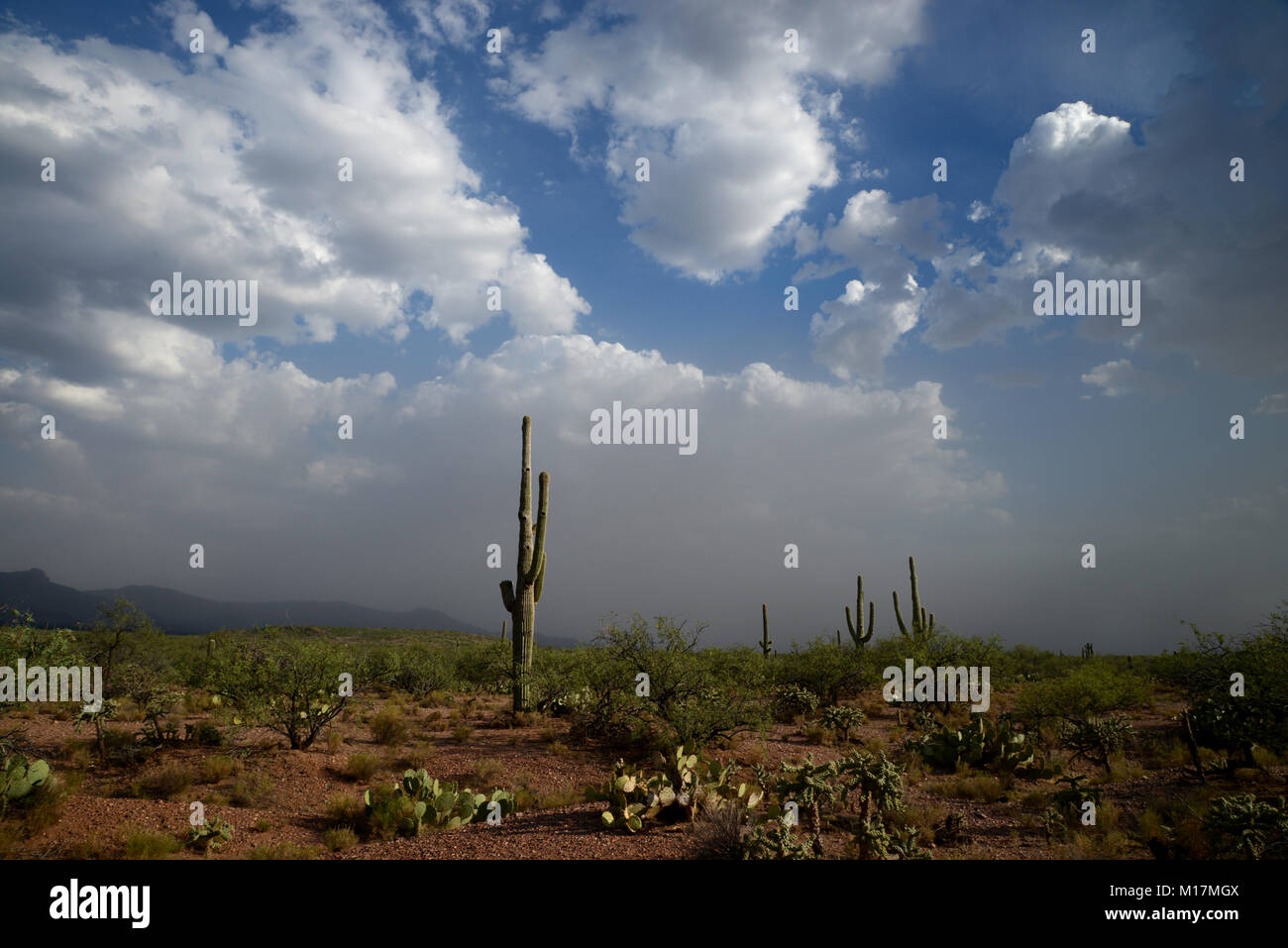 Baboquivari Mountains, Sonoran Desert, Tohono O'odham Reservation