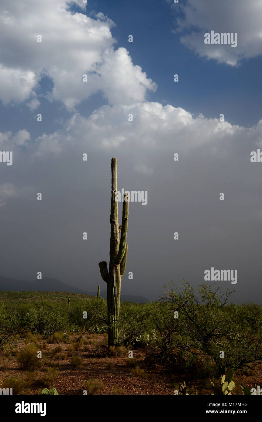Baboquivari Mountains, Sonoran Desert, Tohono O'odham Reservation